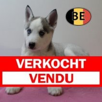 Husky 031025 F (BE1218) 161225 Verkocht - Vendu.jpg