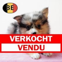 Keesje 17102025 F (BE0362) 19122025 Verkocht - Vendu.jpg