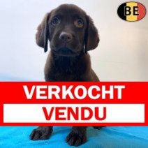 Labrador 131025 M(BE5205) 121225 Verkocht - Vendu.jpg