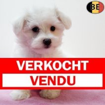 Maltezer 020925 F(BE4263) 141125 Verkocht - Vendu.jpg