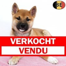 Shiba Inu 230925 F(BE0831) 151225 Verkocht - Vendu.jpg