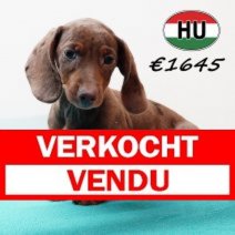 Teckel 310725 M (HU7217) 191125 Verkocht - Vendu.jpg