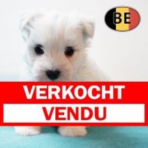 Westy 04112025 M (BE) 17122025 Verkocht - Vendu.jpg