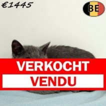 Britse Korthaar 080925 M(BE1117) 211225 Verkocht - Vendu.jpg