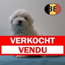 Maltezer 181025 M (BE1217) 161225 Verkocht - Vendu.jpg