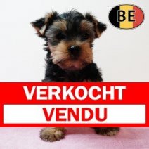 Yorkshire 22102025 F (BE7143) 17122025 Verkocht - Vendu.jpg