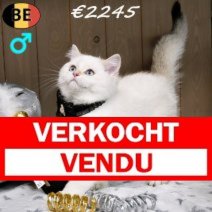 Britse Korthaar Colorpoint 090925 M(BE1011) 261225 Verkocht - Vendu.jpg