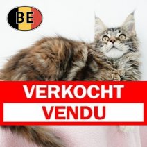 Maine Coon 01092025 f (BE1080) 19122025 Verkocht - Vendu.jpg