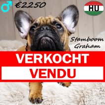 Franse Bulldog Graham 300625 M(HU9085) 241225 verkocht - vendu.jpg