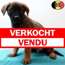 Duitse Herder X Labrador 191025 M(BE1049) 261225 verkocht - vendu.jpg