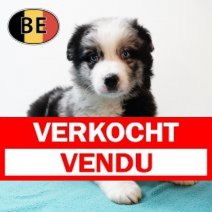 Border Collie 20102025 M (BE1085) 19122025 Verkocht - Vendu.jpg
