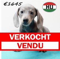 Teckel 020825 M (HU7240) 191125 Verkocht - Vendu.jpg