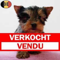 Yorkshire Terrier 270925 F(BE0915) 031225 Verkocht - Vendu.jpg