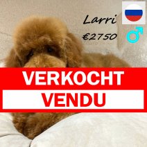 Dwergpoedel Larri 160625 M(RUS9222) 151225 verkocht - vendu.jpg