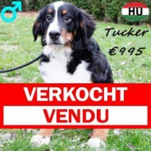 Berner Sennen Tucker 260625 M(HU7287) 231225 Verkocht - Vendu.jpg