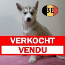 Husky 031025 F (BE1229) 161225 Verkocht - Vendu.jpg