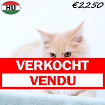 Maine Coon 010825 M(HU7351) 191125 verkocht - vendu.jpg