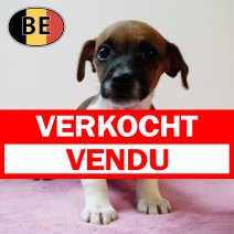 Jack Russell 15102025 F (BE9808) 17122025 verkocht - vendu.jpg