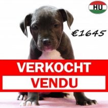 Amerikaanse Staffordshire Terrier 300725 F(HU7164) 191125 Verkocht - Vendu.jpg