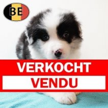 Border Collie 20102025 M (BE1113) 19122025 Verkocht - Vendu.jpg