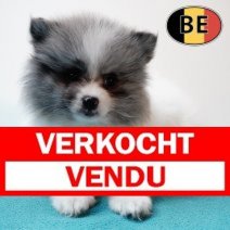 Keesje 17102025 M (BE3777) 19122025 Verkocht - Vendu.jpg