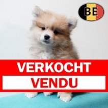 Keesje 17102025 M (BE7299) 19122025 Verkocht - Vendu.jpg