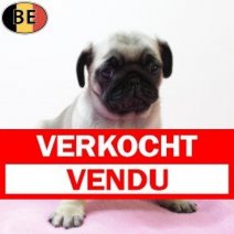 mops 141025 F(BE0056) 101225 Verkocht - Vendu.jpg