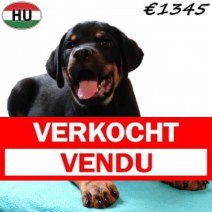 Rottweiler 290825 M(HU8503) 201225 Verkocht - Vendu.jpg
