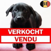 Duitse Herder X Labrador 191025 F(BE1058) 261225 Verkocht - Vendu.jpg