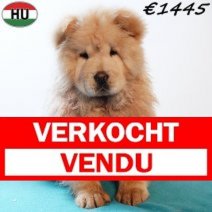 Chow Chow 010925 M(HU7276) 201225 Verkocht - Vendu.jpg