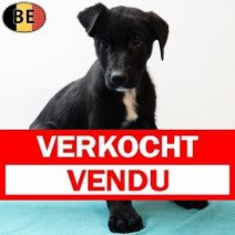 Duitse Herder X Labrador 191025 M(BE1046) 261225 Verkocht - Vendu.jpg