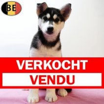 Husky 260925 F(BE1133) 031225 Verkocht - Vendu.jpg