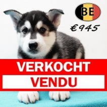 Husky 260925 M (BE1054) 211125 Verkocht - Vendu.jpg