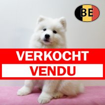 Samojeed 071025 F (BE3705) 101225 verkocht - vendu.jpg
