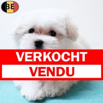 Maltezer 200825 M(BE4332) 141125 verkocht - vendu.jpg