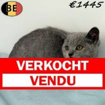 Britse Korthaar 080925 M(BE1013) 211225 Verkocht - Vendu.jpg