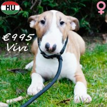 Bull Terrier 300625 Vivi F(HU7314) 231225..jpg