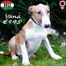 Bull Terrier 300625 Vana F(HU7315) 231225..jpg