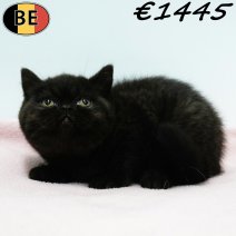 Britse Korthaar 101025 F(BE1216) 311225.jpg