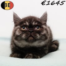 Britse Korthaar 101025 M(BE1203) 311225.jpg