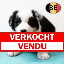 Border Collie 20102025 M (BE1138) 19122025 verkocht - vendu.jpg
