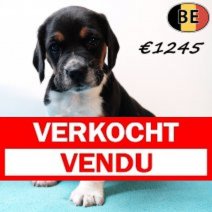 Beagle 151125 M(BE) 231225 Verkocht - Vendu.jpg