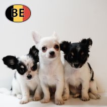 Chihuahua 291025  (BE) 311225.JPG