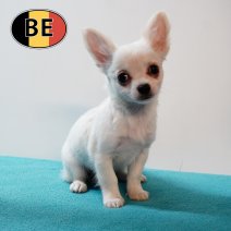 Chihuahua 291025 M (BE1924) 311225.JPG