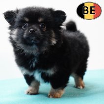 Keesje 281025 M (BE9279) 311225.JPG