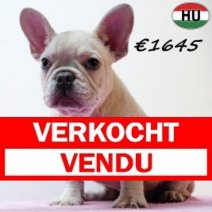Franse Bulldog 310725 F(HU7399) 191125 Verkocht - Vendu.jpg