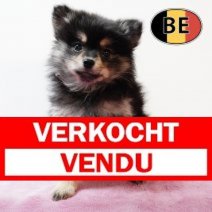 Keesje 17102025 F (BE0055) 19122025 Verkocht - Vendu.jpg