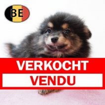 Keesje 17102025 F (BE6058) 19122025 Verkocht - Vendu.jpg