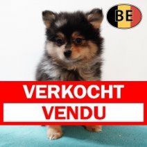 Keesje 17102025 M (BE5785) 19122025 Verkocht - Vendu.jpg