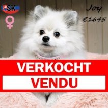 Keesje Joy 130625 F(SK2282) 261225 Verkocht - Vendu.jpg
